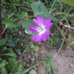 Eudianthe coeli-rosa Flower