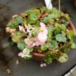 Begonia hydrocotylifolia Ліст