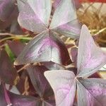 Oxalis triangularis برگ