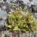 Woodsia ilvensis Hábitos