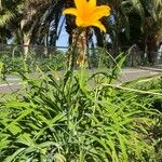 Hemerocallis middendorffii Цветок