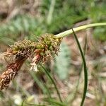Carex caryophyllea Плід