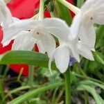 Narcissus papyraceusFlors