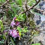 Daphne mezereumFlower