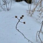 Verbesina alternifoliaFlower