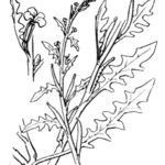 Dichasianthus runcinatus 其他