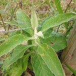 Buddleja stachyoides Yaprak