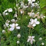 Anemone sylvestris Квітка
