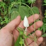 Thunbergia fragrans Ovoce