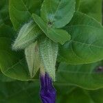 Thunbergia natalensisBlüte