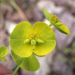 Euphorbia biumbellata Квітка