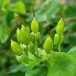 Hypericum hircinum Frutto