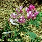 Vicia cusnae Habit