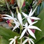 Calanthe tankervilleae Flower