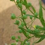 Camelina sativa പുറംതൊലി