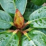 Rhododendron aureum Λουλούδι