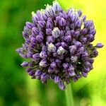 Allium ampeloprasum Blüte