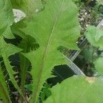 Taraxacum campylodes Blatt