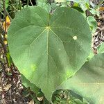 Abutilon indicum Ліст