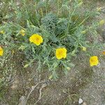 Glaucium flavum Habitat