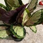 Calathea picturata Lehti