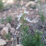 Teucrium pseudochamaepitys Blatt