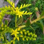 Sedum praealtum Flor