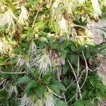 Clematis cirrhosa Лист