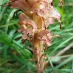 Orobanche rapum-genistae Flor