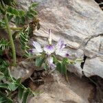 Astragalus alpinus Sonstige