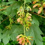 Acer pseudoplatanus Fruto