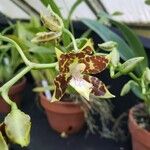 Oncidium