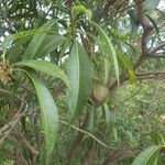 Tabernaemontana persicariifolia Leaf