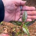 Viburnum nudum Leaf