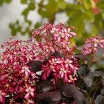 Saxifraga stolonifera Habit