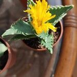 Faucaria tigrina ഇല