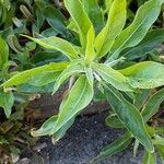 Oenothera macrocarpa برگ