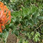 Leucospermum cordifoliumFrunză