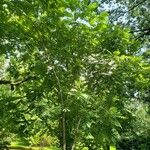 Juglans mandshurica Облик