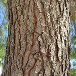 Pinus halepensis Φλοιός