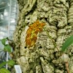 Bulbophyllum cupreum Leaf