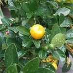 Citrus × microcarpa 果