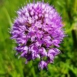 Traunsteinera globosa Flor