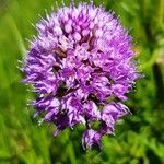 Traunsteinera globosa Flower