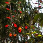 Cotoneaster divaricatus Ліст