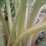 Cynara cardunculus Ostatní