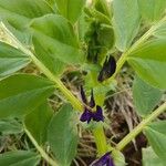 Vicia narbonensis Anders