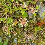 Trifolium pallescens 花