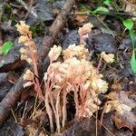 Monotropa hypopitys Květ