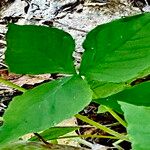 Arisaema triphyllum Leaf